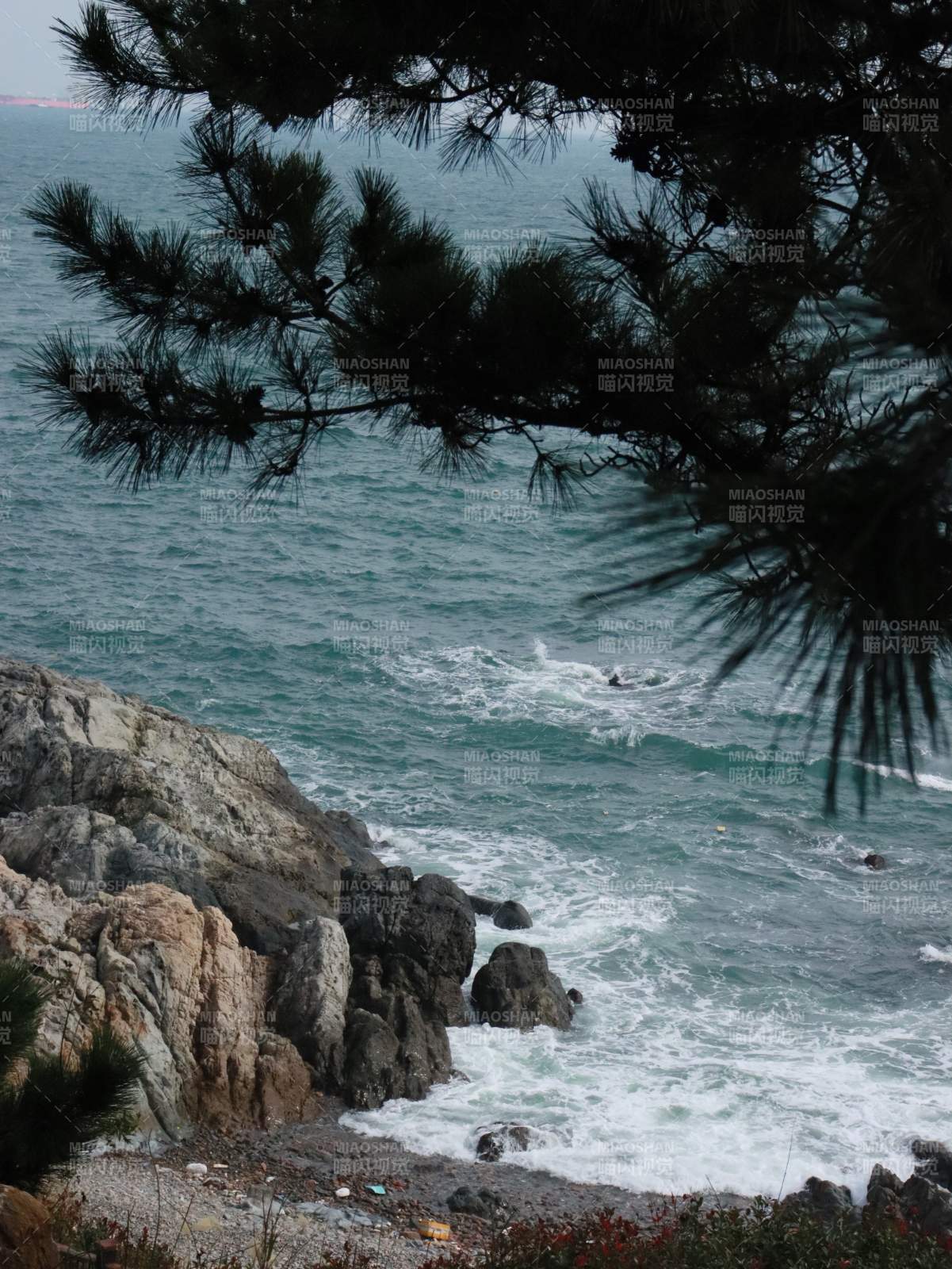 松树下的岩石海岸图片