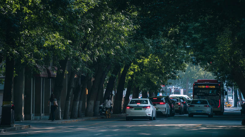 城市绿荫下的繁忙街道图片