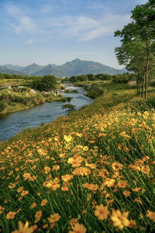 溪畔花海图片