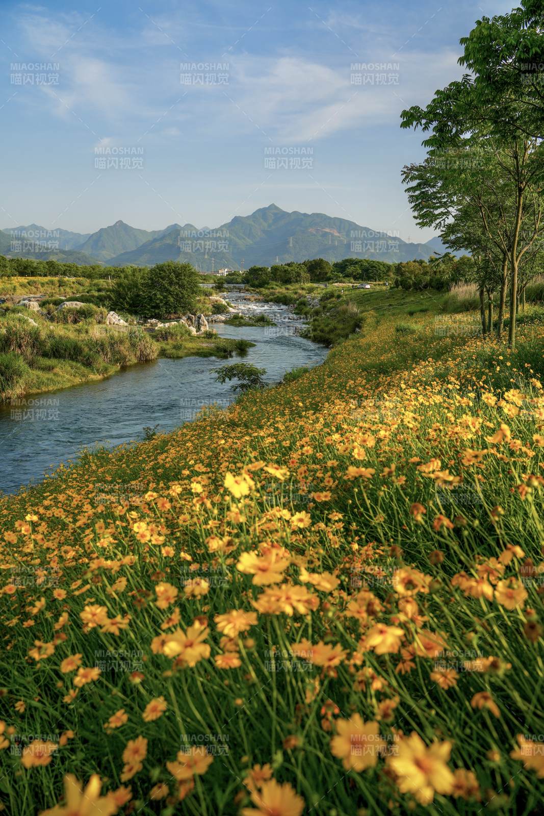 溪畔花海图片