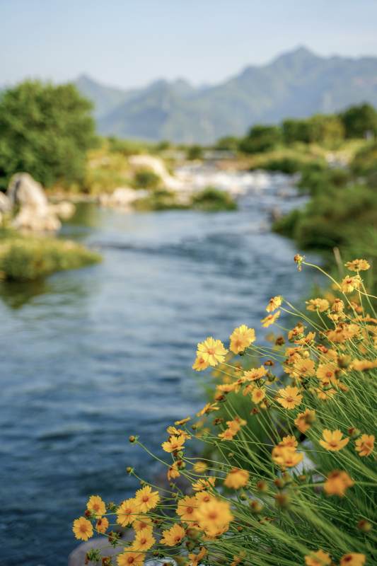 山间溪流与黄花图片
