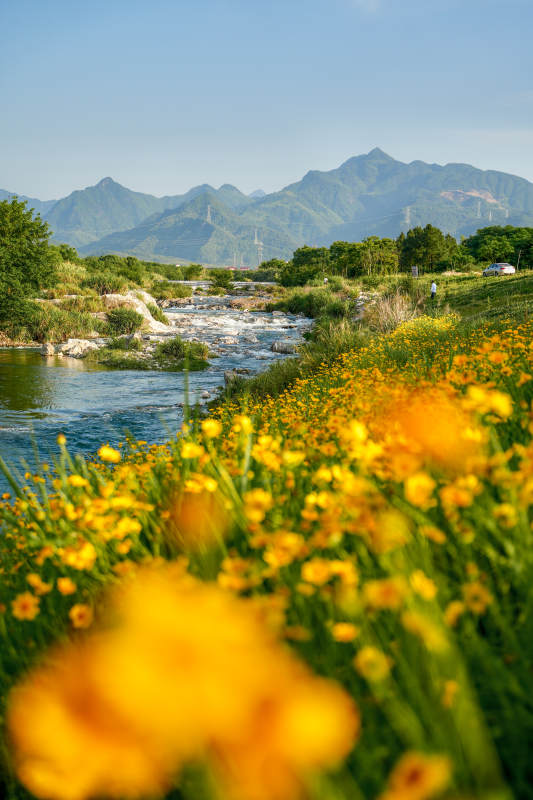 山溪花海图片