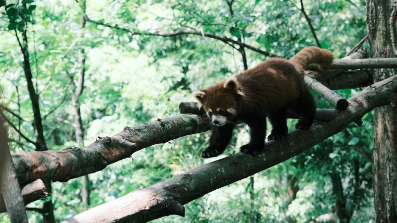 树上的小熊猫图片