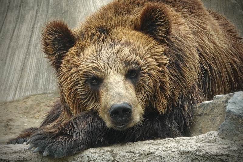 休息的棕熊图片