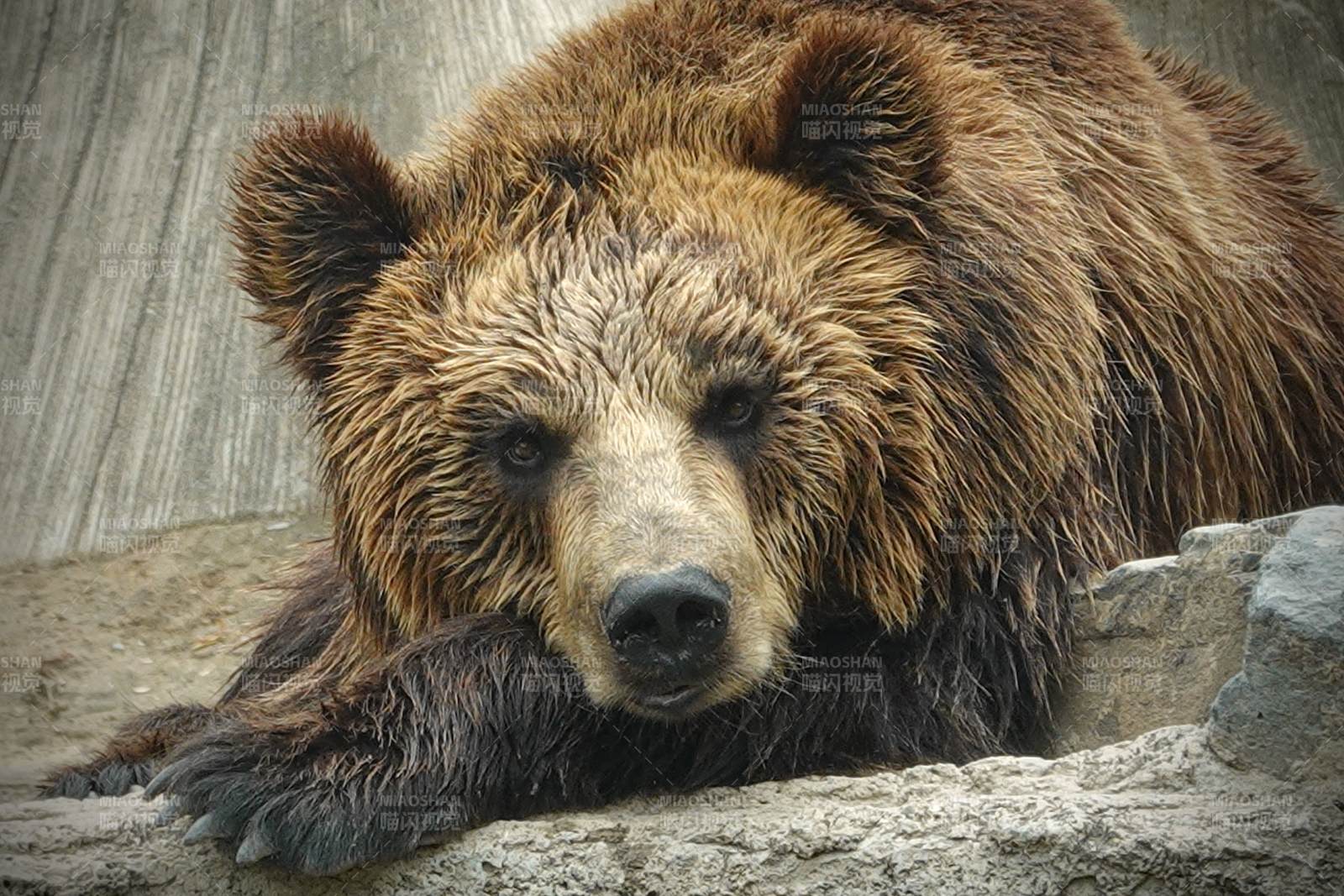 休息的棕熊图片