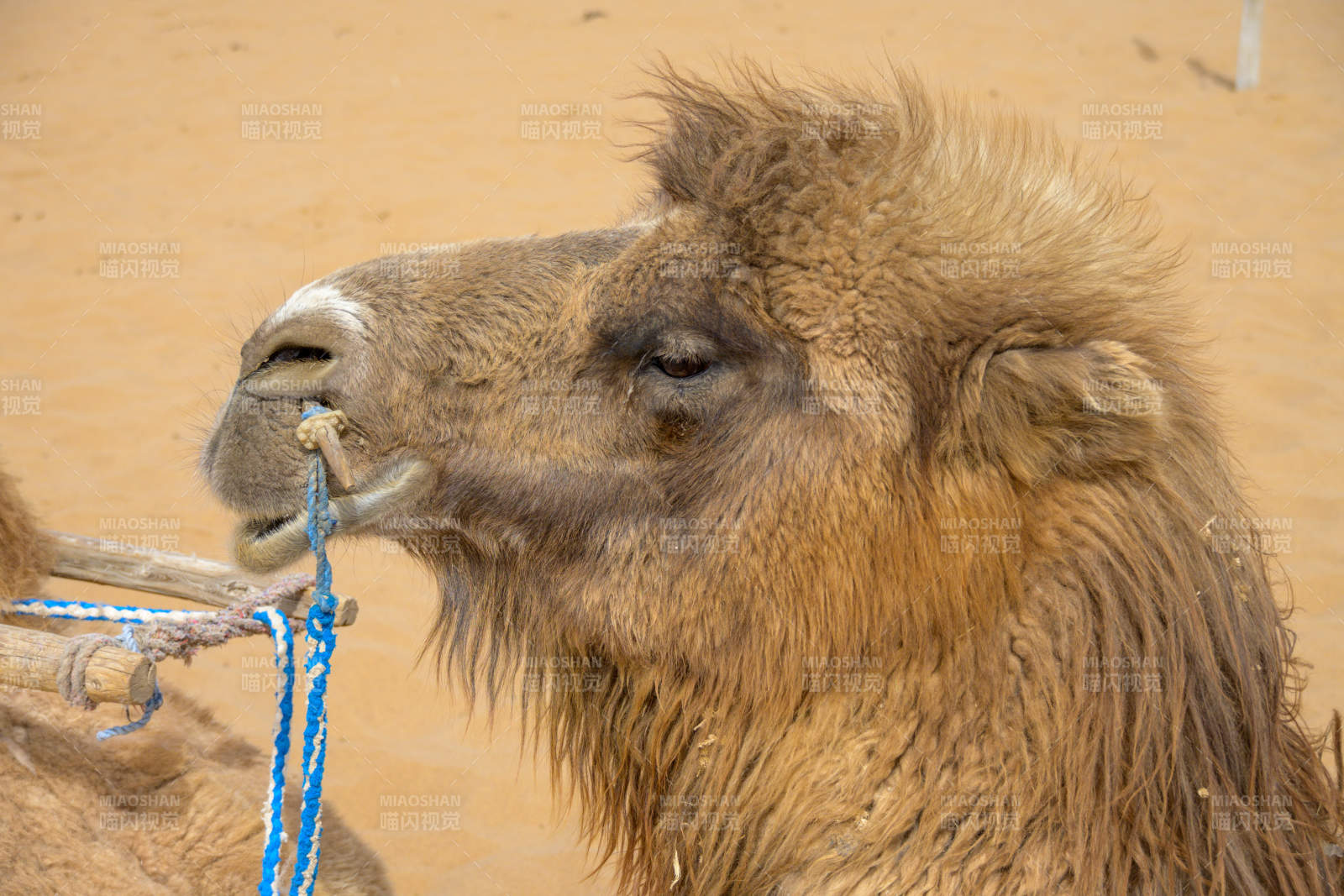 沙漠中的骆驼特写图片