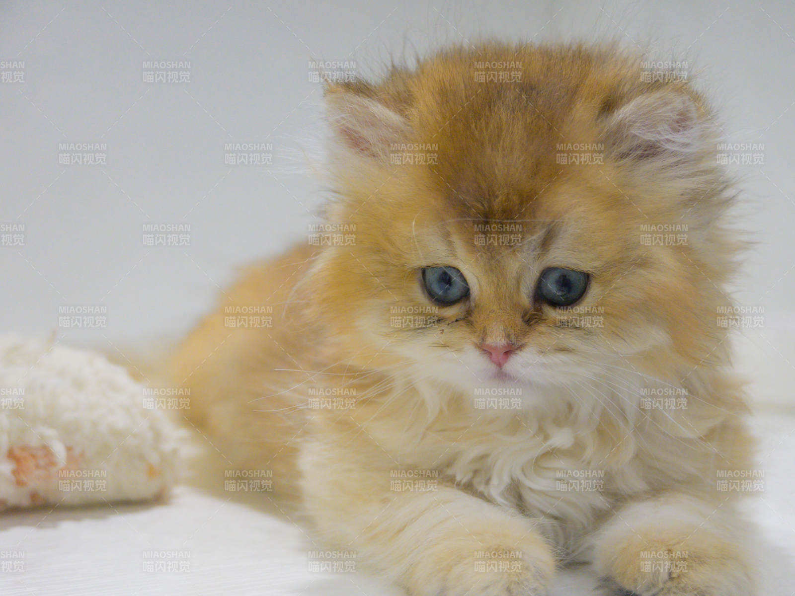 金色小猫的温柔时光图片