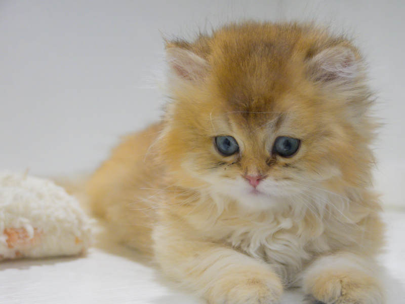 金色小猫的温柔时光图片