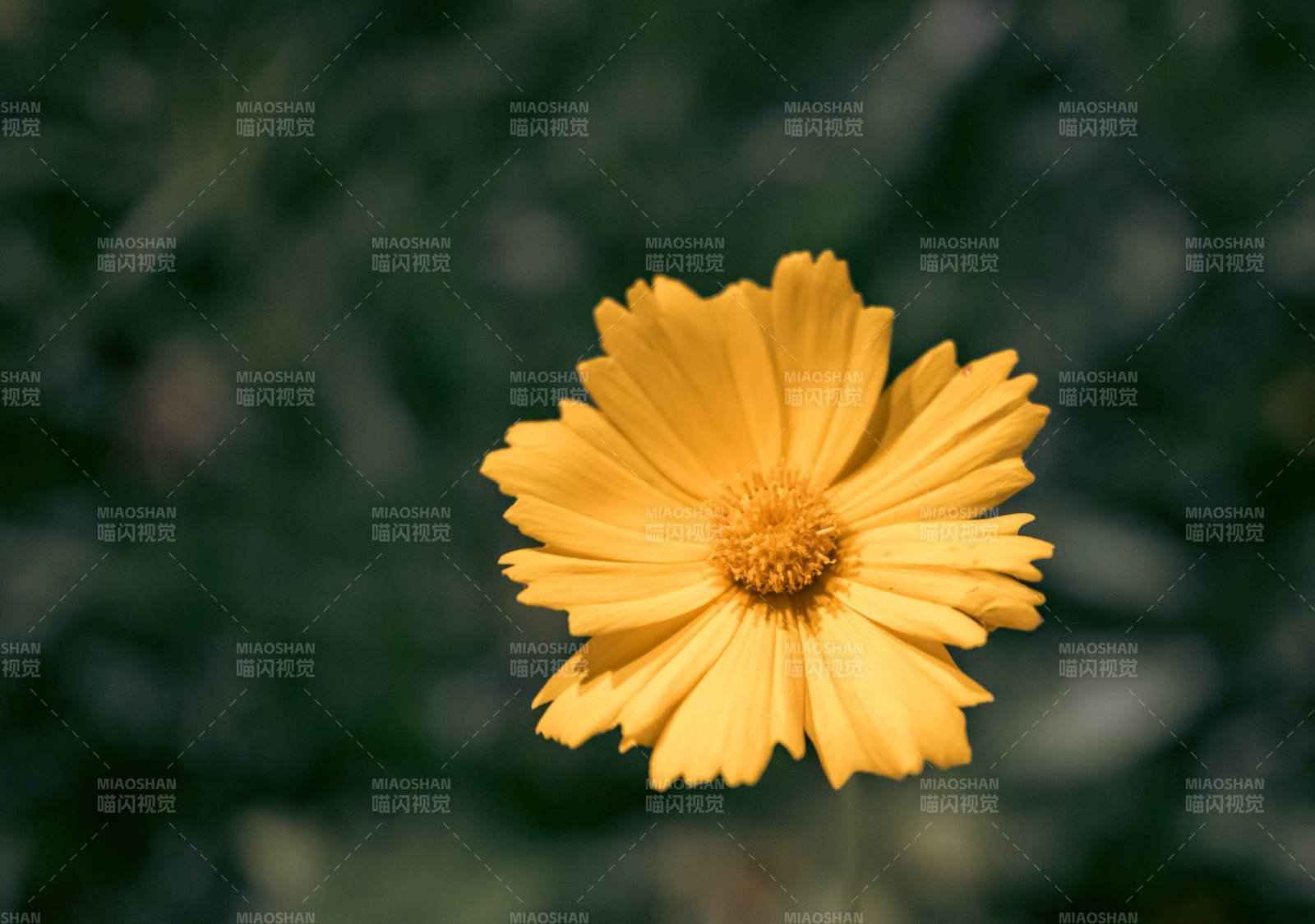 黄色花朵特写图片