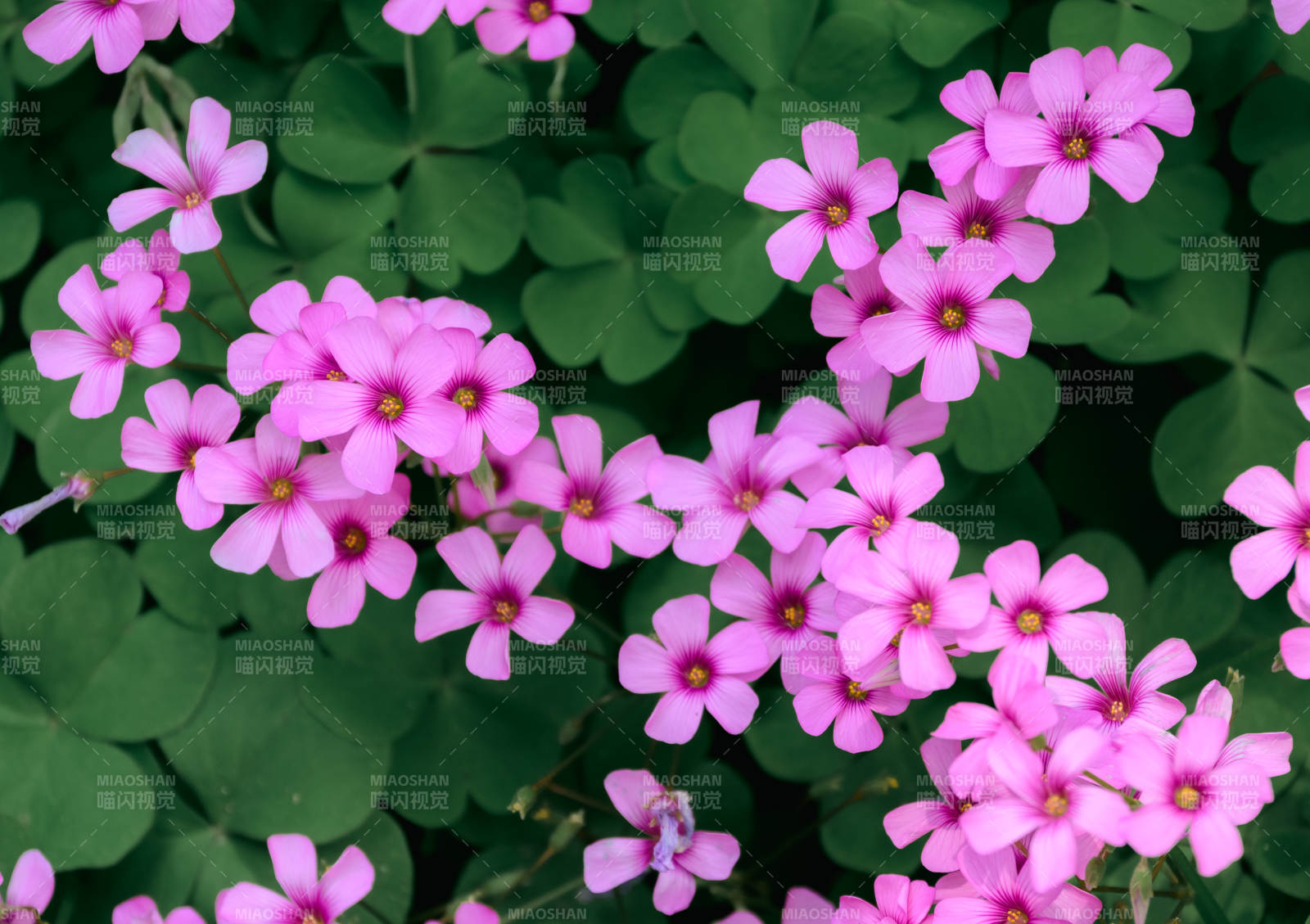 粉色花朵与绿叶背景图片