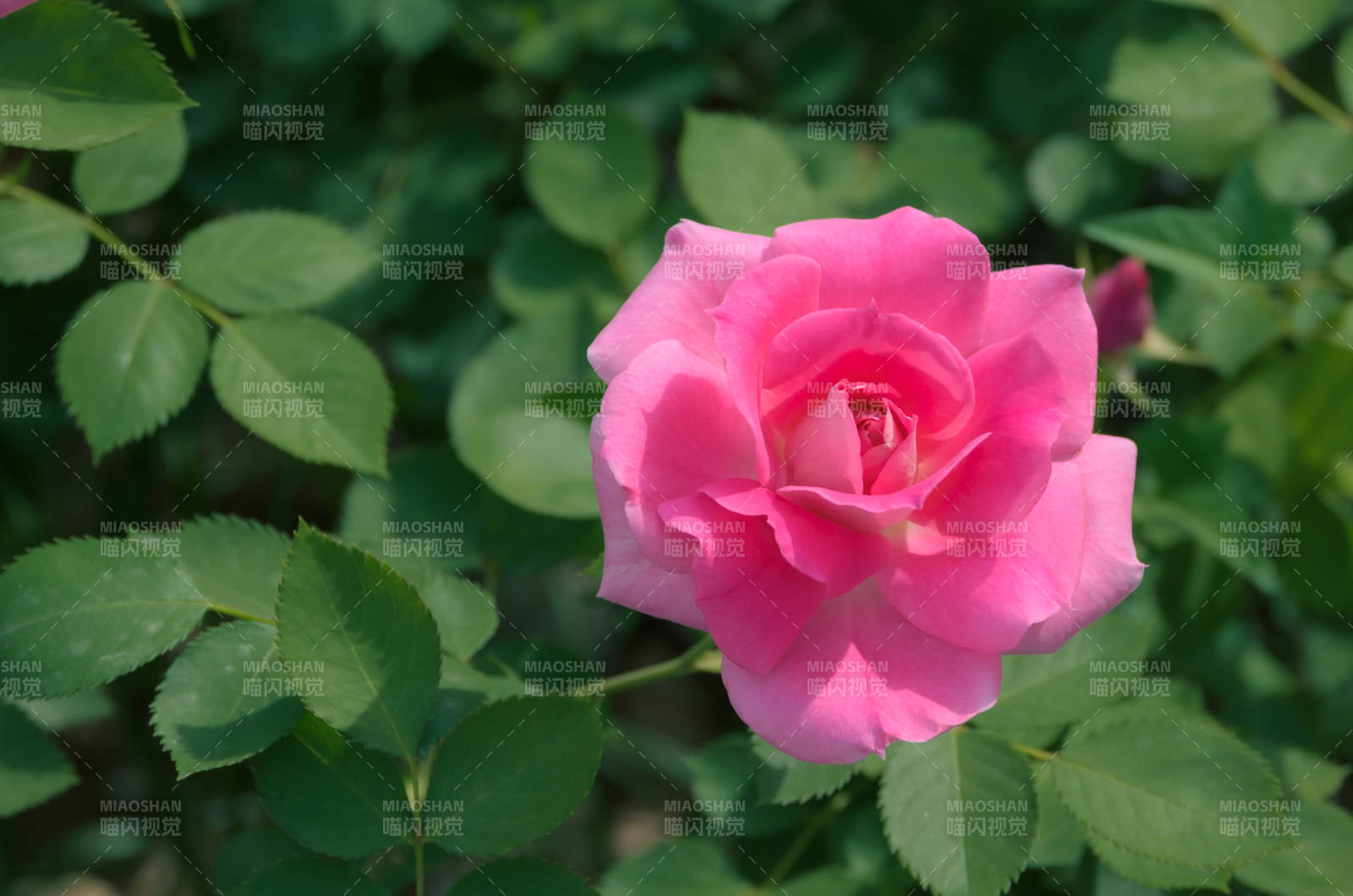 粉色月季花图片