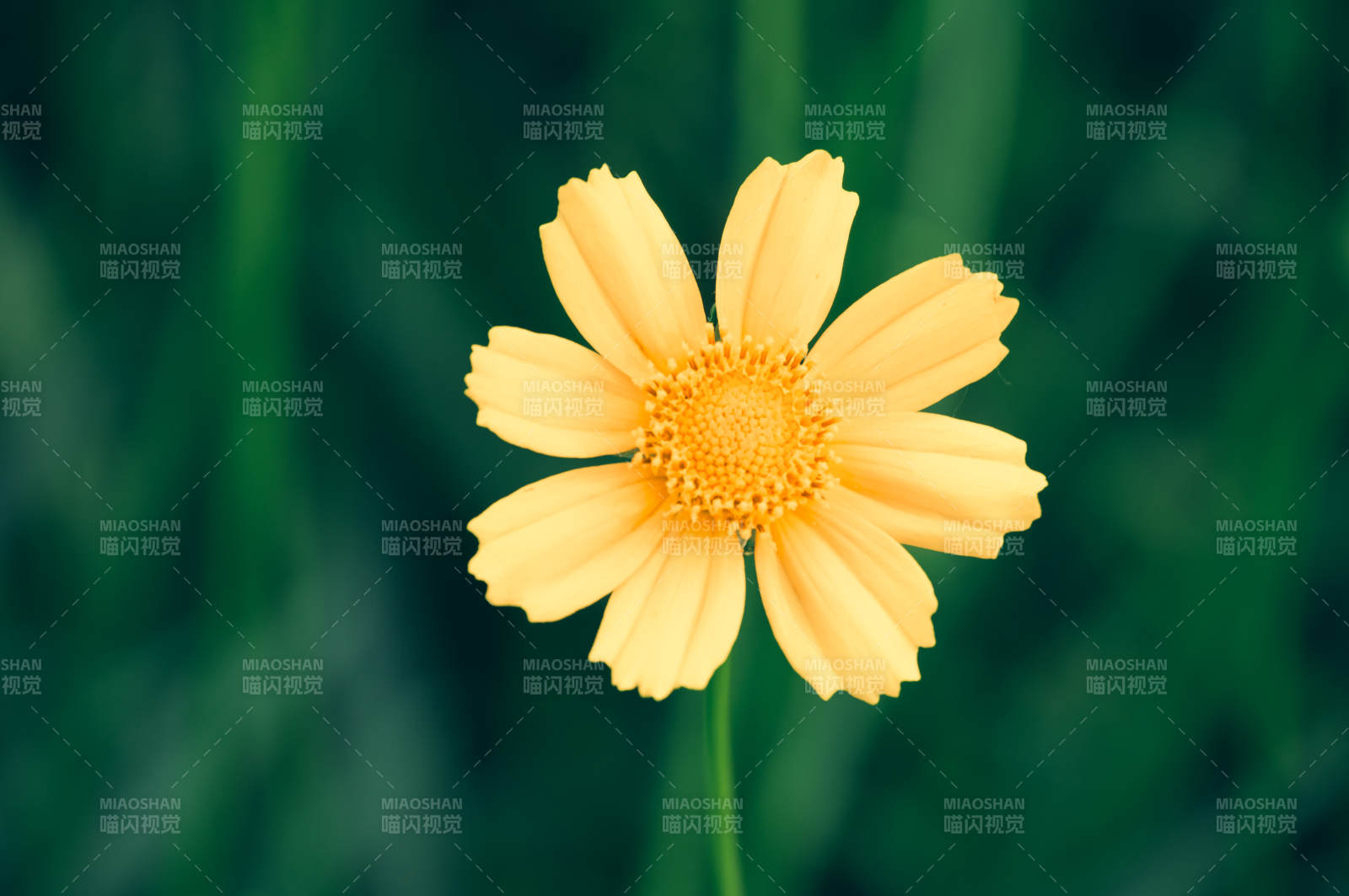 黄色花朵特写图片