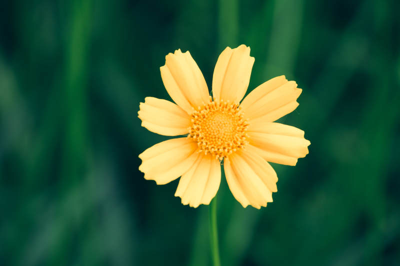黄色花朵特写图片