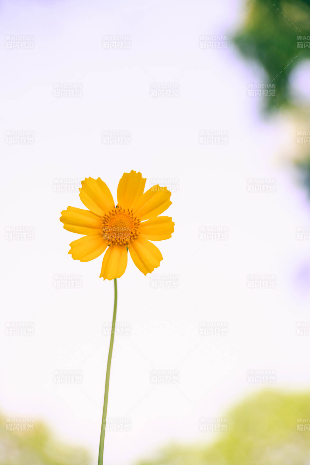 黄色花朵特写图片