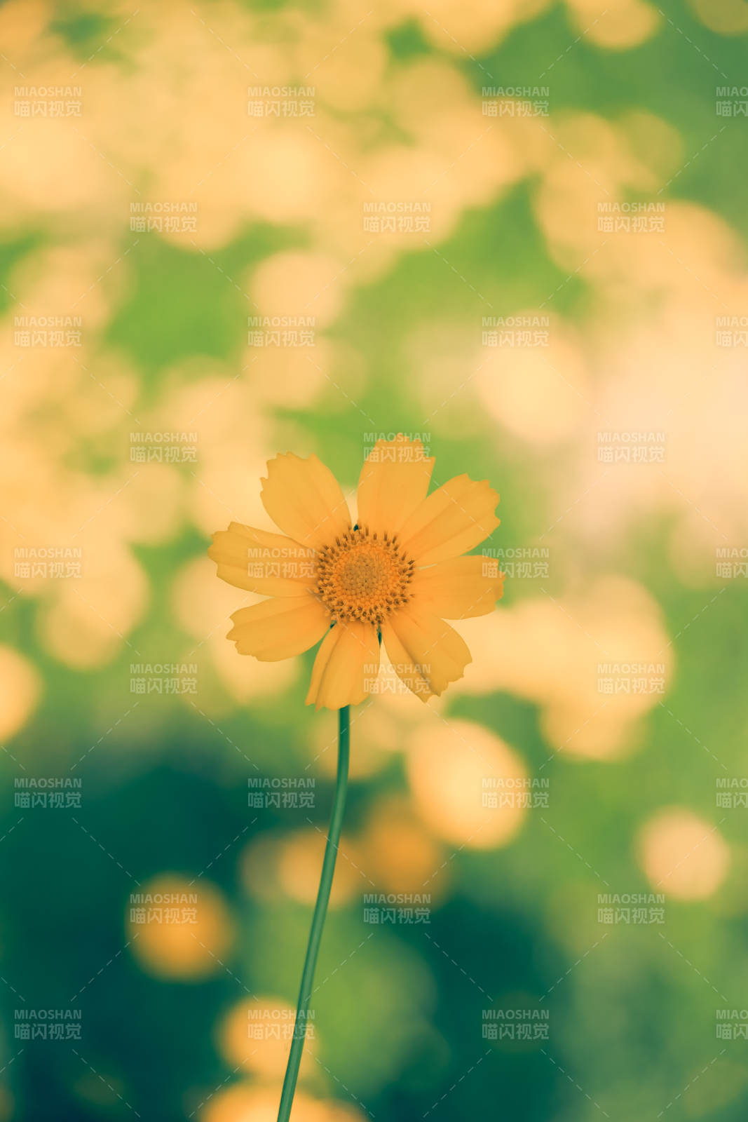 孤独的黄色花朵图片