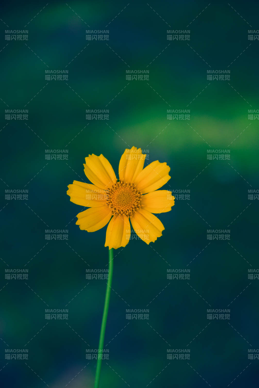 孤芳自赏的黄色小花图片