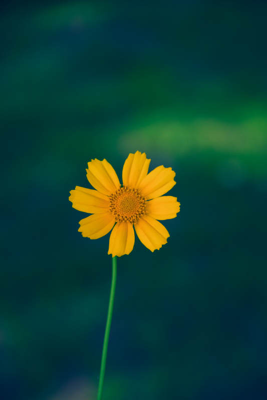 孤芳自赏的黄色小花图片