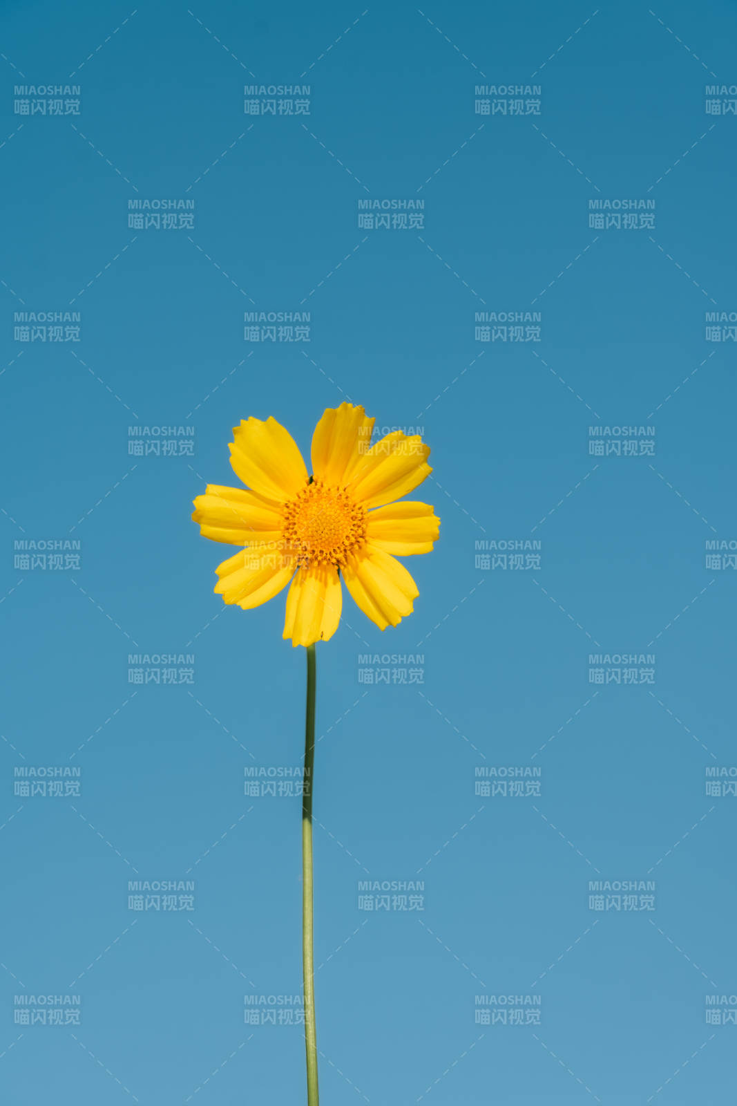 一朵黄花蓝天图片