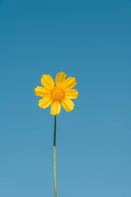 一朵黄花蓝天图片