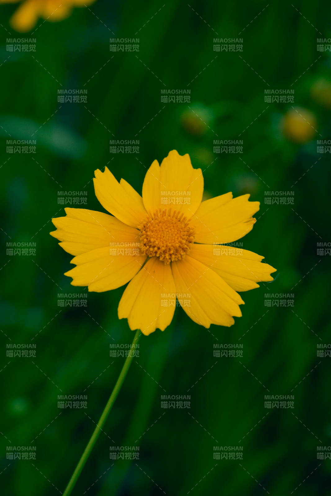 黄色花朵特写图片