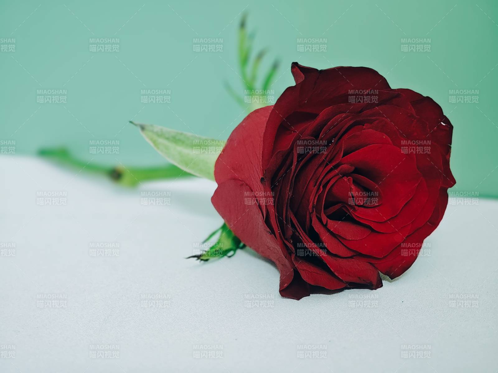 红玫瑰与绿背景图片