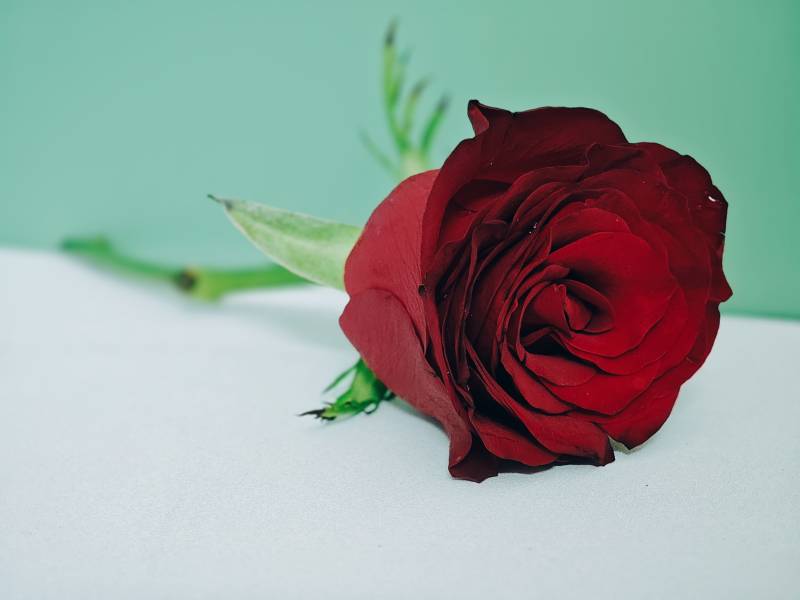 红玫瑰与绿背景图片