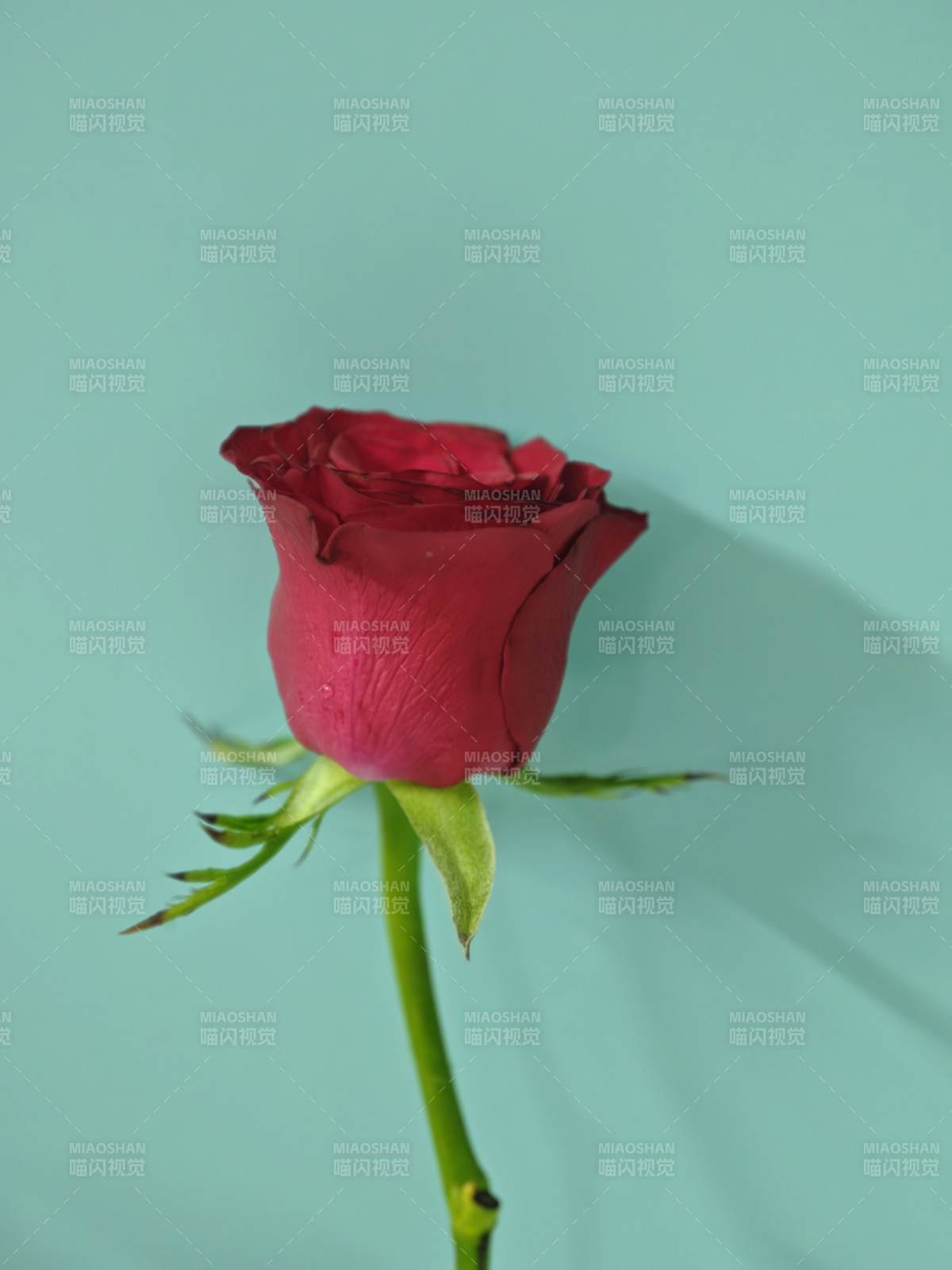 红玫瑰与蓝背景图片