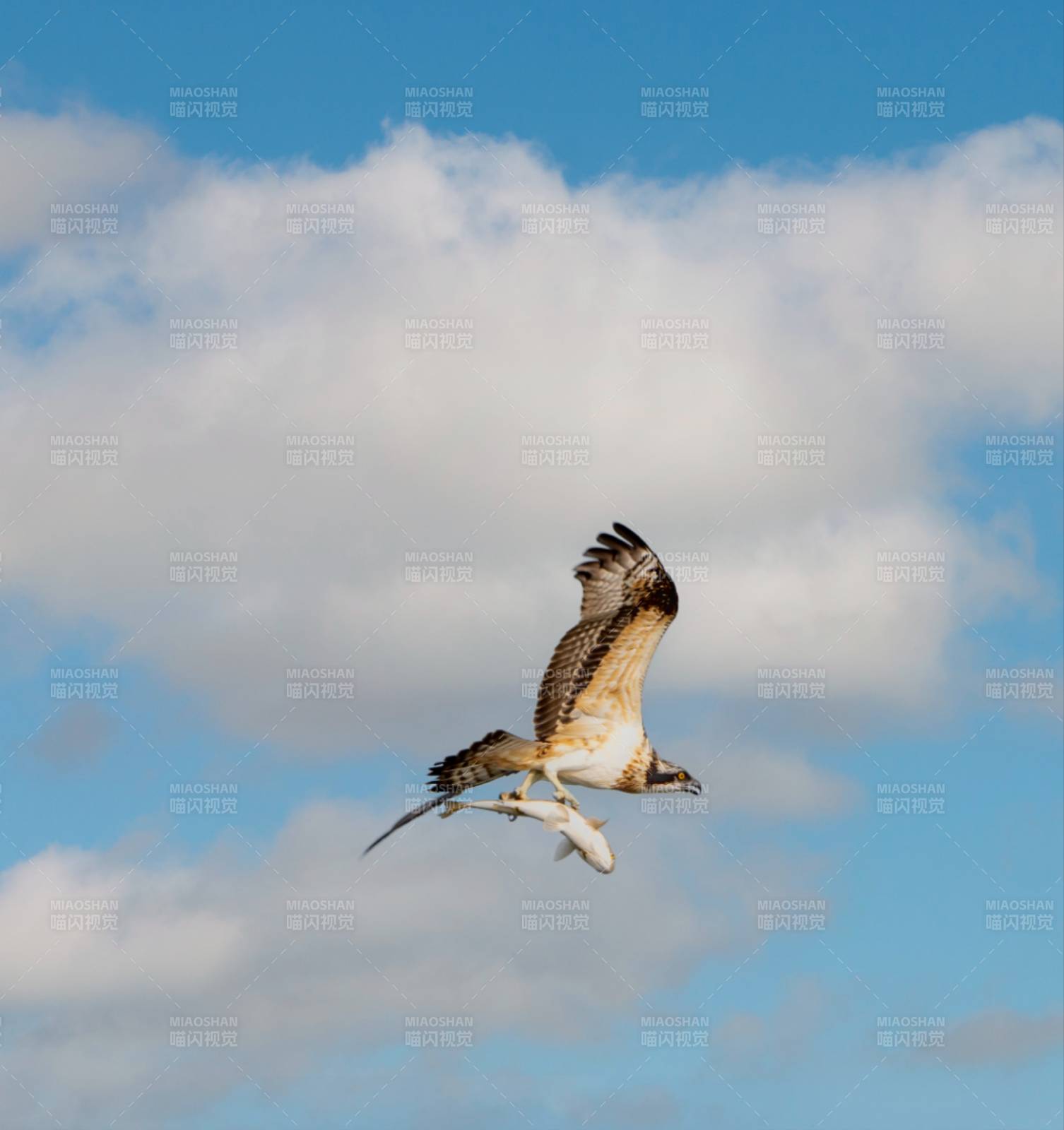 鹰击长空 鱼翔浅底图片