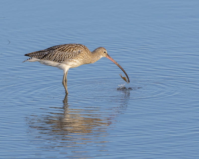 鸟儿水中觅食图片