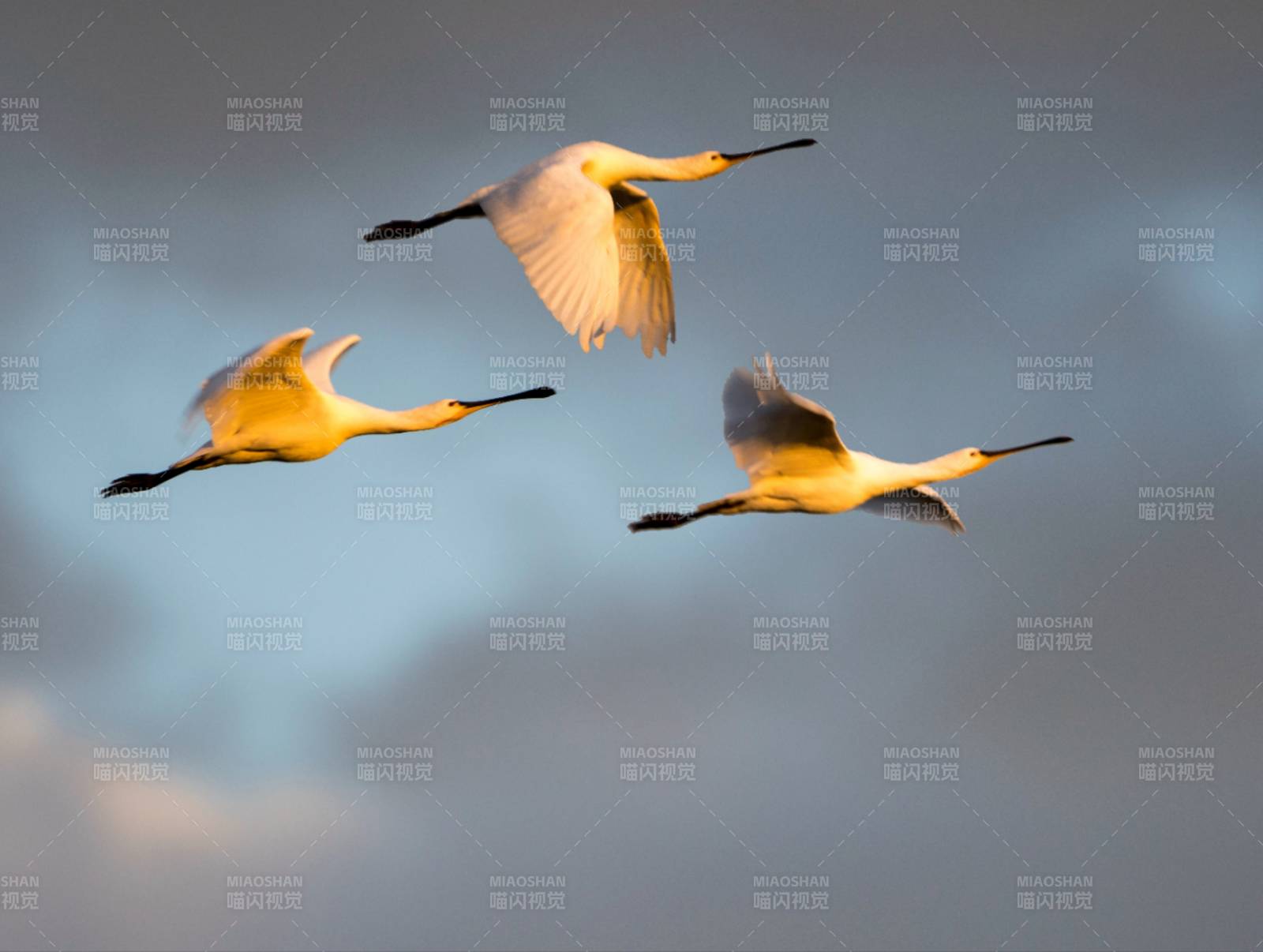 飞翔的三只琵琶鹭图片