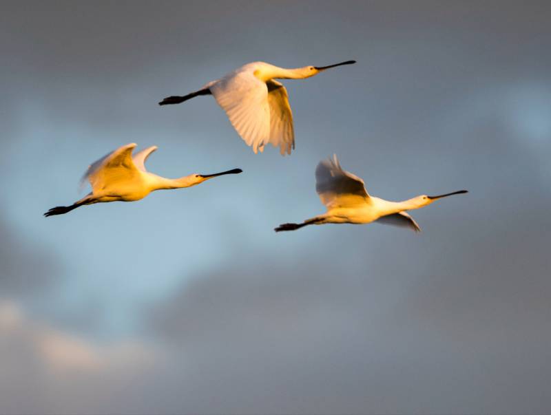 飞翔的三只琵琶鹭图片