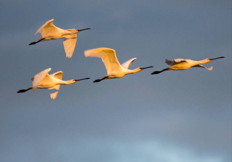 飞翔的琵琶鹭图片