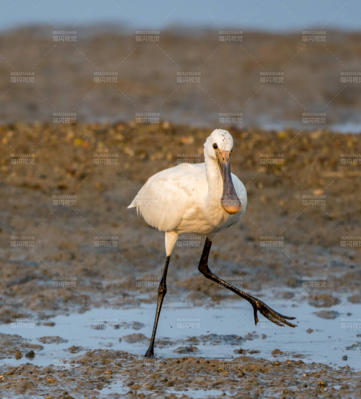 单脚站立的琵鹭图片