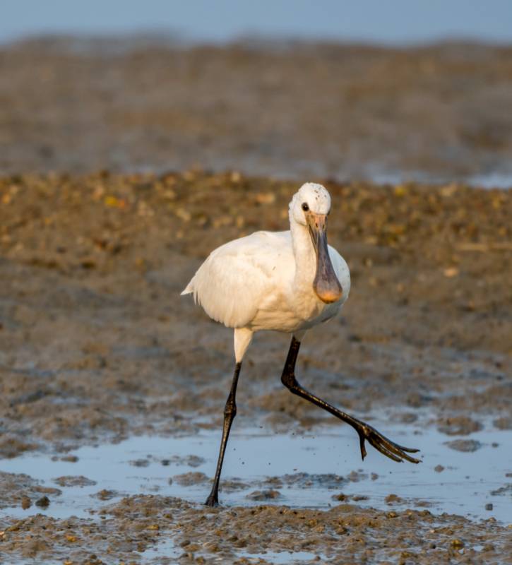 单脚站立的琵鹭图片