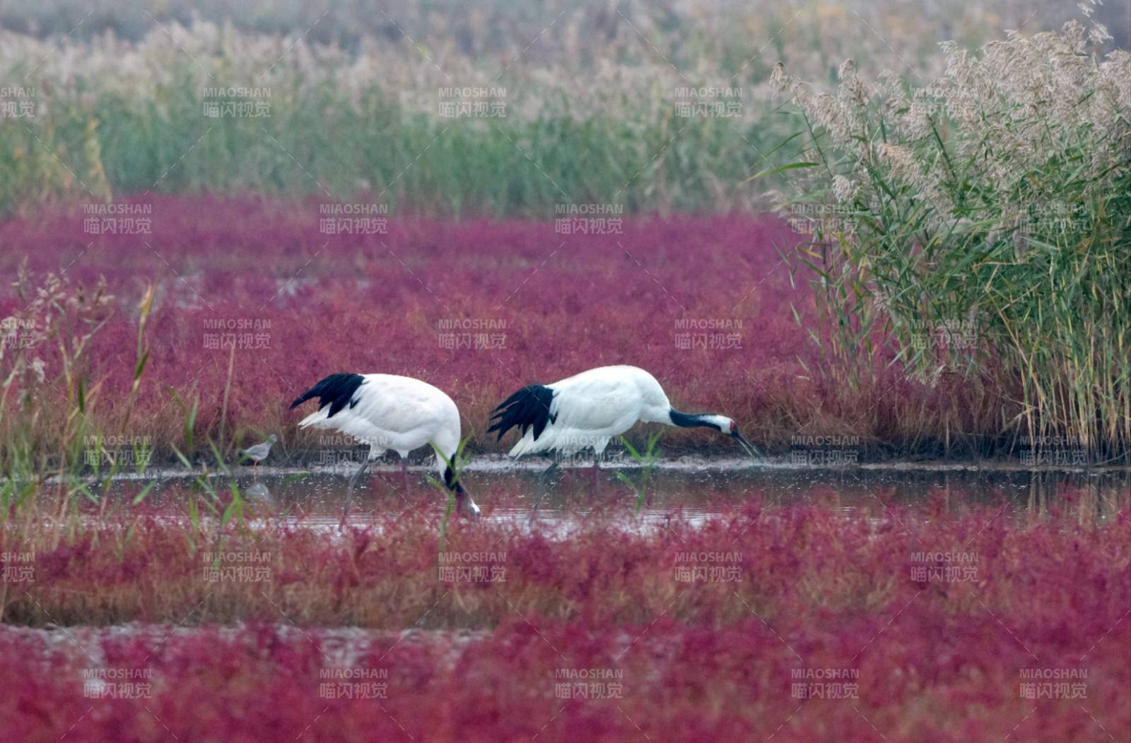 鹤舞红海滩图片