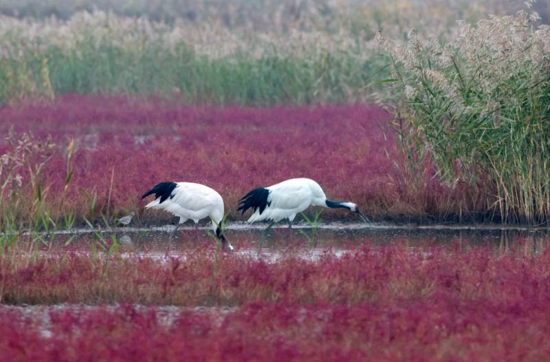 鹤舞红海滩图片