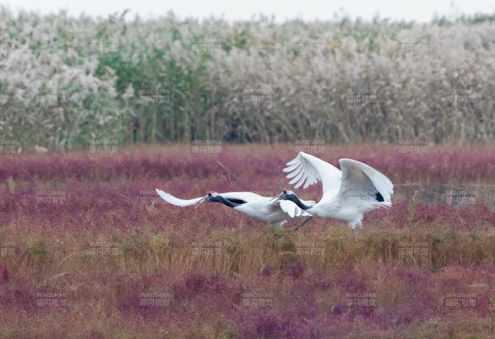 白鹤飞翔在芦苇荡图片