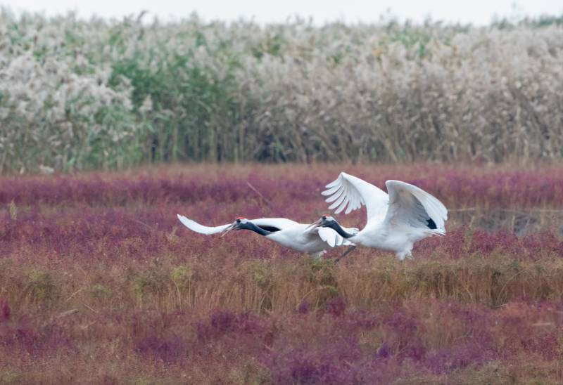 白鹤飞翔在芦苇荡图片