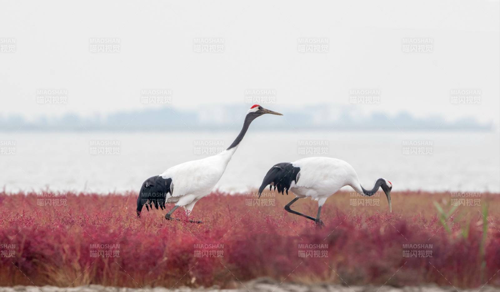 鹤舞红滩图片