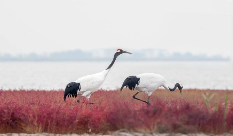 鹤舞红滩图片