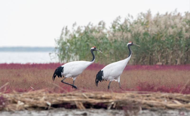 湿地上的两只鹤图片