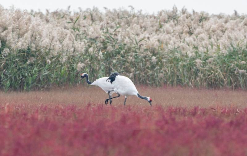 鹤舞红海滩图片