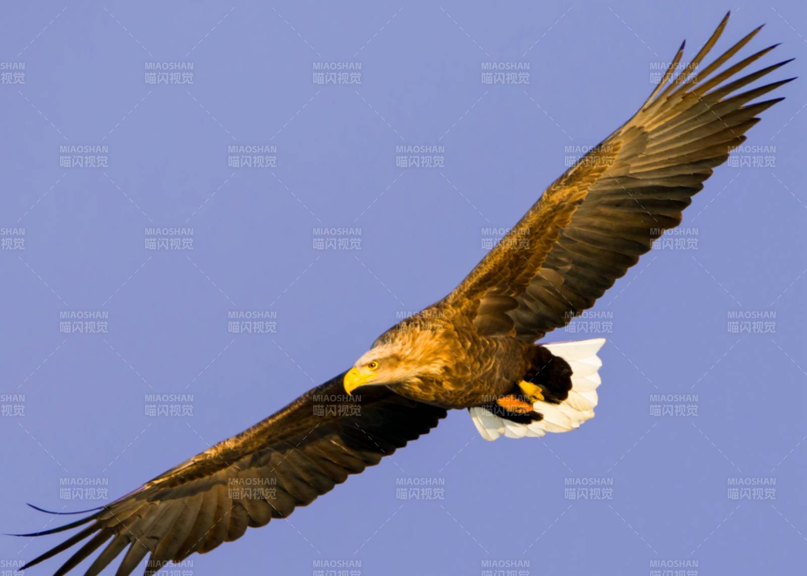 翱翔天际的雄鹰图片
