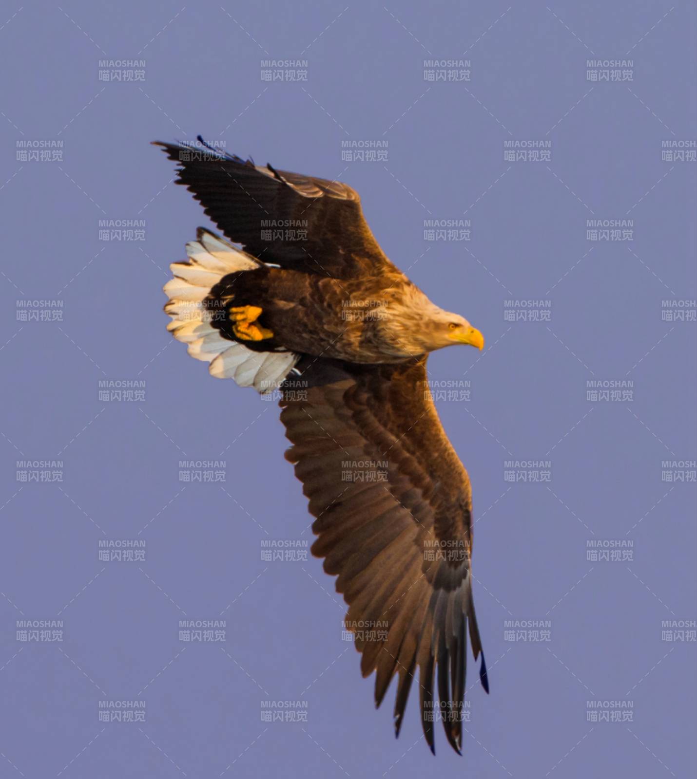 翱翔天际的雄鹰图片
