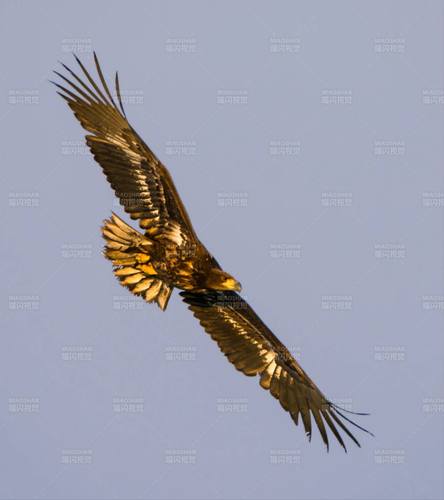 金色翅膀的翱翔图片