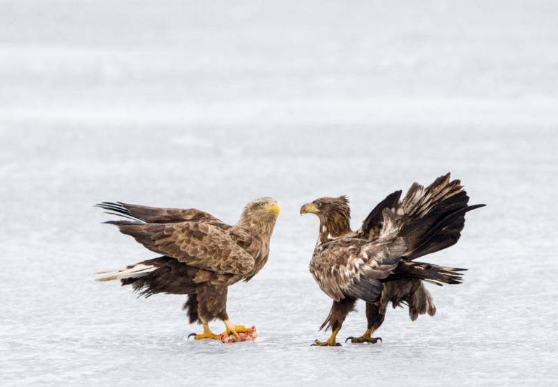 冰上争食的两只鹰图片