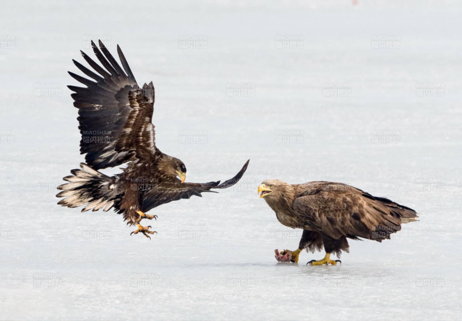鹰的对决图片