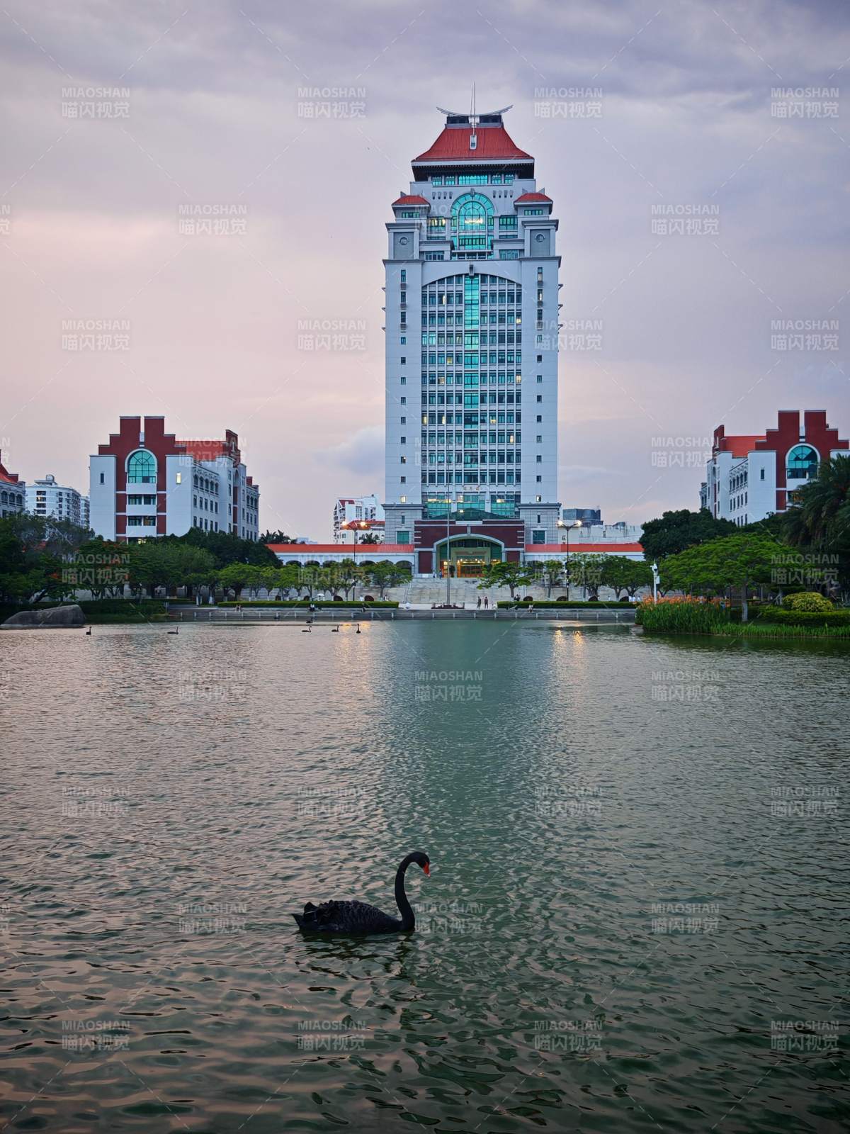 湖畔黑天鹅与厦门大学高楼图片
