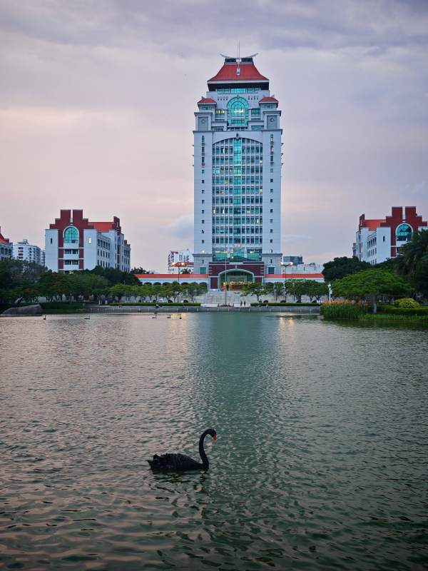 湖畔黑天鹅与厦门大学高楼图片