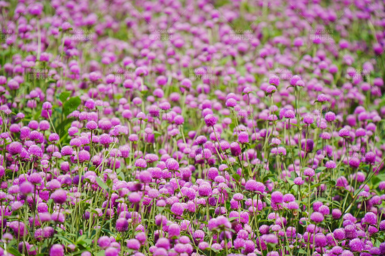 紫色花海图片